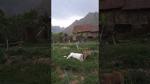 Гампр и Кангал