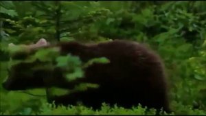 медведи в лесу минифильм