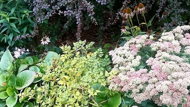 Цветы осенью. Самые поздние цветы. Осенние многолетние цветы.