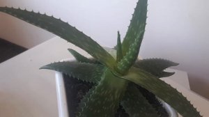 Что творится в домах, где растет алоэ.