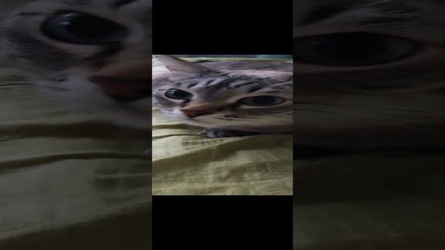 Замурчательная кошка ??? #shortvideo #shorts #short #кошка #кошкивидео #кошкирулят