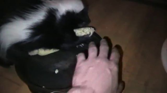 Corn is crack to my pet skunk смотреть онлайн