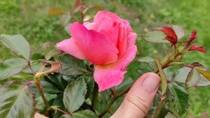 Розы. Ай Эм Макмиллан (Rosa I am Macmillan) - первогодка выдает массу ярких цветов!