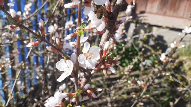 За окном уже рассвет...С Добрым Утром пожелаю! смотреть онлайн