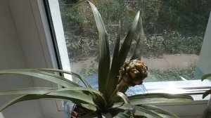 Рассадка деток ананасов бебик