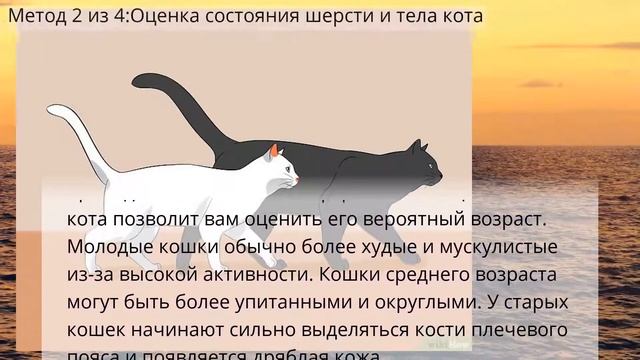 Как определить возраст кота