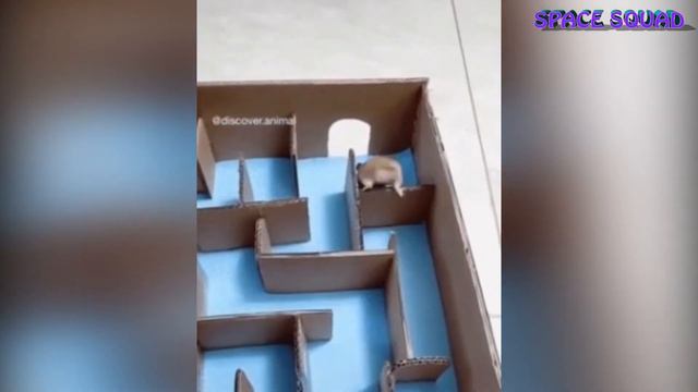 СМЕШНЫЕ ЖИВОТНЫЕ / ПРИКОЛЬНЫЕ ВИДЕО / FUNNY&CUTE VIDEOS WITH ANIMALS / #4 смотреть онлайн