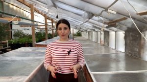 ОДРЕВЕСНЕВШИЙ ЧЕРЕНОК