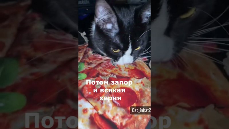 cat eating fake pizza Nyam nyam #shorts #youtubeshorts  #metal #heavymetal