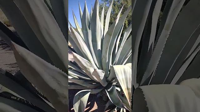 Century plant, with an agave bloom #prismlivestudio #arizona #blooming #garden #nature