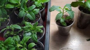ГЕЛИОТРОП РАСТЁТ КАК НА ДРОЖЖАХ. ПРИЩИПКА И УКОРЕНЕНИЕ ЧЕРЕНКОВ. ЛУЧШИЙ СПОСОБ РАЗМНОЖЕНИЯ .
