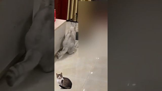 Beautiful and funny cats. nice moments with animals. cats with dogs. 😂😂😁😁🐱🐱 смотреть онлайн