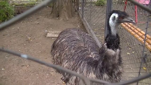 Страус в зоопарке смотреть онлайн