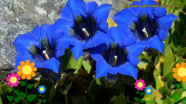 Горечавка узколистная Фрей-Гибрид. Краткий обзор, описание gentiana angustifolia Frei-Hybrid смотреть онлайн