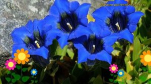 Горечавка узколистная Фрей-Гибрид. Краткий обзор, описание gentiana angustifolia Frei-Hybrid