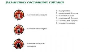 Теория строения голосового аппарата