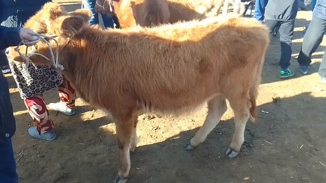 Шымбай мал базар 12 Ноябр 2023  бахалары /  Каракалпакстан /Агробизнес