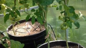 ВЫРАЩИВАНИЕ ТОМАТОВ В МЕШКАХ. Часть вторая: ИТОГИ и ОБЗОР СОРТОВ. Эксперимент 2017 года.