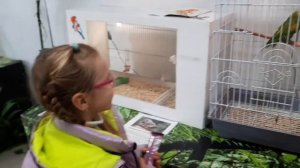 Выставка попугаев в Бресте. Попугаи и птички? Самая лучшая детская комната!