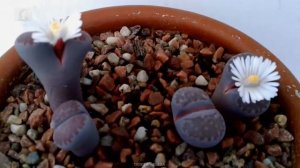 Lithops Salicola Bacchus (flowering 2019)