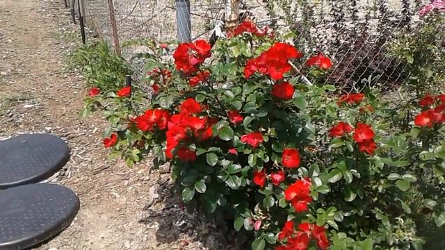 парковая роза чамплейн. питомник роз полины козловой rozarium.biz смотреть онлайн