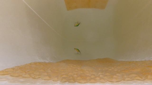 Лучшие мои воблеры 2018 года / My best wobblers in 2018 ?. смотреть онлайн