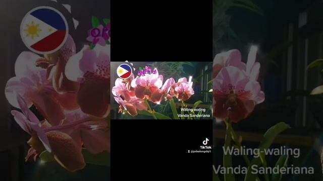 Waling-waling (Vanda sanderiana): The Queen of Philippine  Orchids...