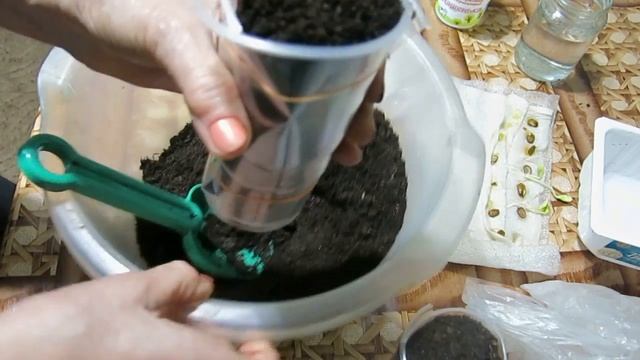МОМОРДИКА -2. Сажаем пророщенные семена в удобные стаканчики . Momordica. Sadim germinated seeds смотреть онлайн