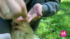 Что делать, если клещ укусил собаку. 3 способа вытаскивания клеща у животных