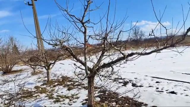Обрезка Сада Укорачивать Или Нет
