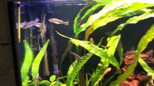 Обзор аквариума на 300 литров, новые цихлы Келбери и Оцелярис