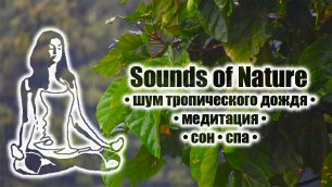Шум тропического дождя • медитация • сон • спа • Sounds of Nature