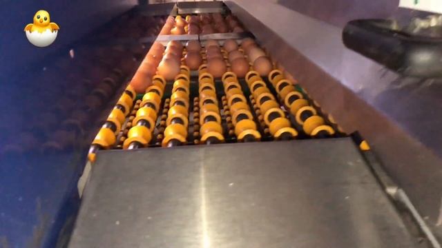 Яйцесортировальный цех смотреть онлайн