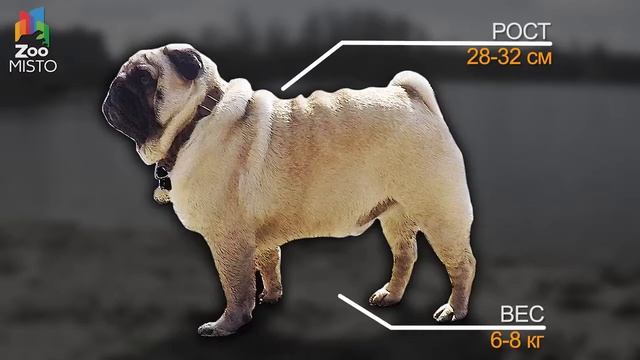 Мопс Все о породе собаки Собака породы Мопс смотреть онлайн