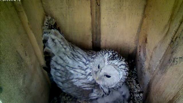 Дикая сова под Новосибирском, веб-камера 2014 смотреть онлайн