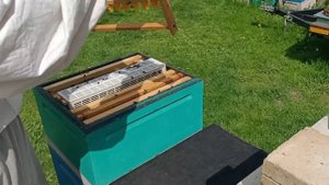 Работа с джентерским сотом, делаем семью воспитательницу и прививаемся.