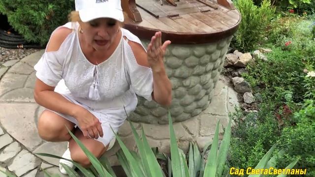 Красивый Сад в августе. Стрижки ,уход за цветниками,наблюдения за газоном .#красиваядача#ландшафтны
