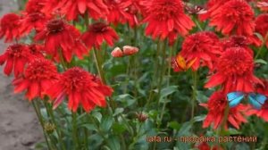 Эхинацея пурпурная Эксцентрик (echinacea purpurea) ? обзор: как сажать, рассада эхинацеи Эксцентрик