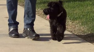 Дрессировка цвергшнауцера http://dogclass.ru/