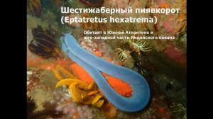 СЕМЕЙСТВО МИКСИНОВЫЕ, Род Пиявкороты