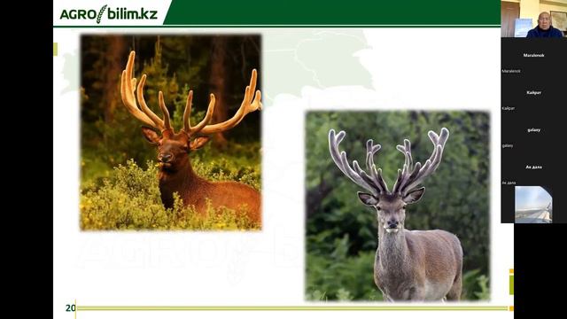 МАРАЛОВОДСТВО/ВЕБИНАР: Стандарты на панты маралов и пятинистых оленей смотреть онлайн