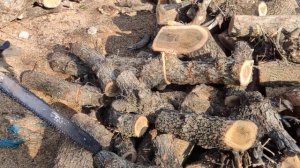 STİHL MS 361 FIRIN BOY MEŞE ODUNU KESİMİ PART 2