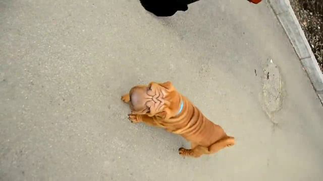 шар-пей матвей 9 апр 2012 во дворе. смотреть онлайн