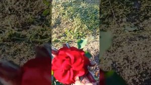 Шикарная роза РОТЕР КОРСАР очень долго держит цветок?