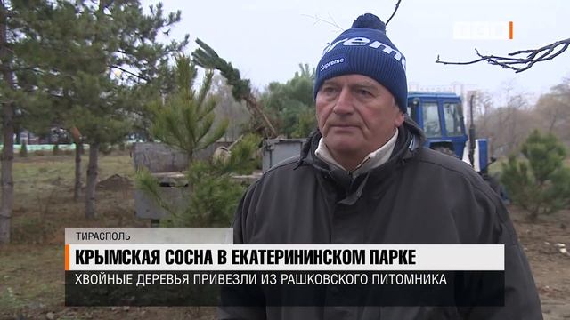 Крымская сосна в Екатерининском парке
