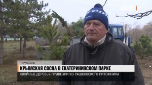 Крымская сосна в Екатерининском парке