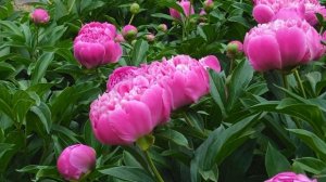 Шикарные пионы в саду.