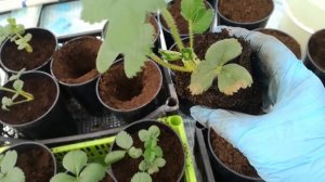 Пересадка саженцев клубники в горшки зимой
