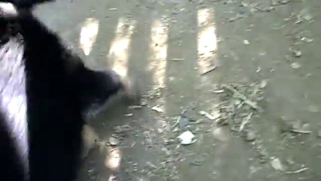 дрессировка щенка овчарки в 2 месяца смотреть онлайн