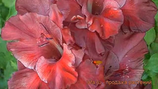 Гладиолус крупноцветковый Шоколад (gladiolus) ? обзор: как сажать, рассада гладиолуса Шоколад смотреть онлайн